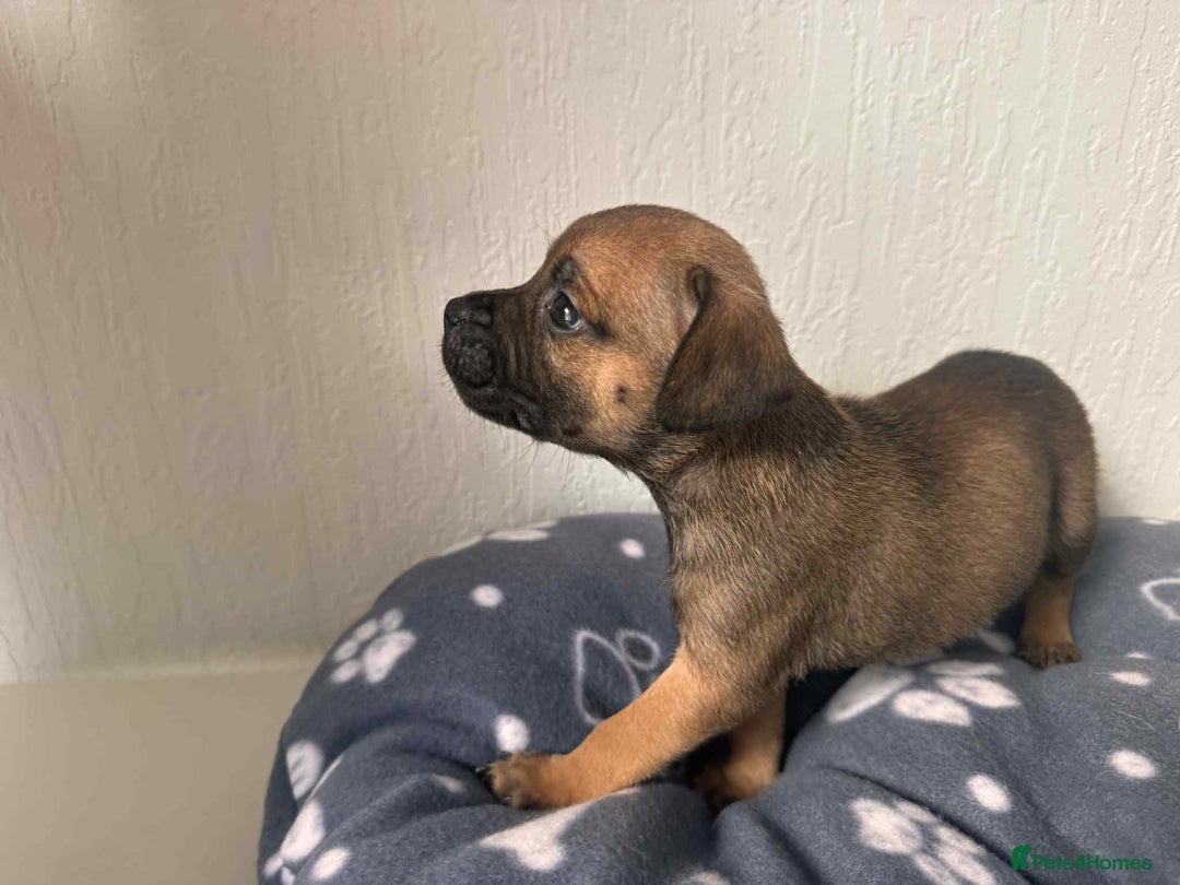 Mixed Breed dogs for sale: American bull staff puppies  - Image 35