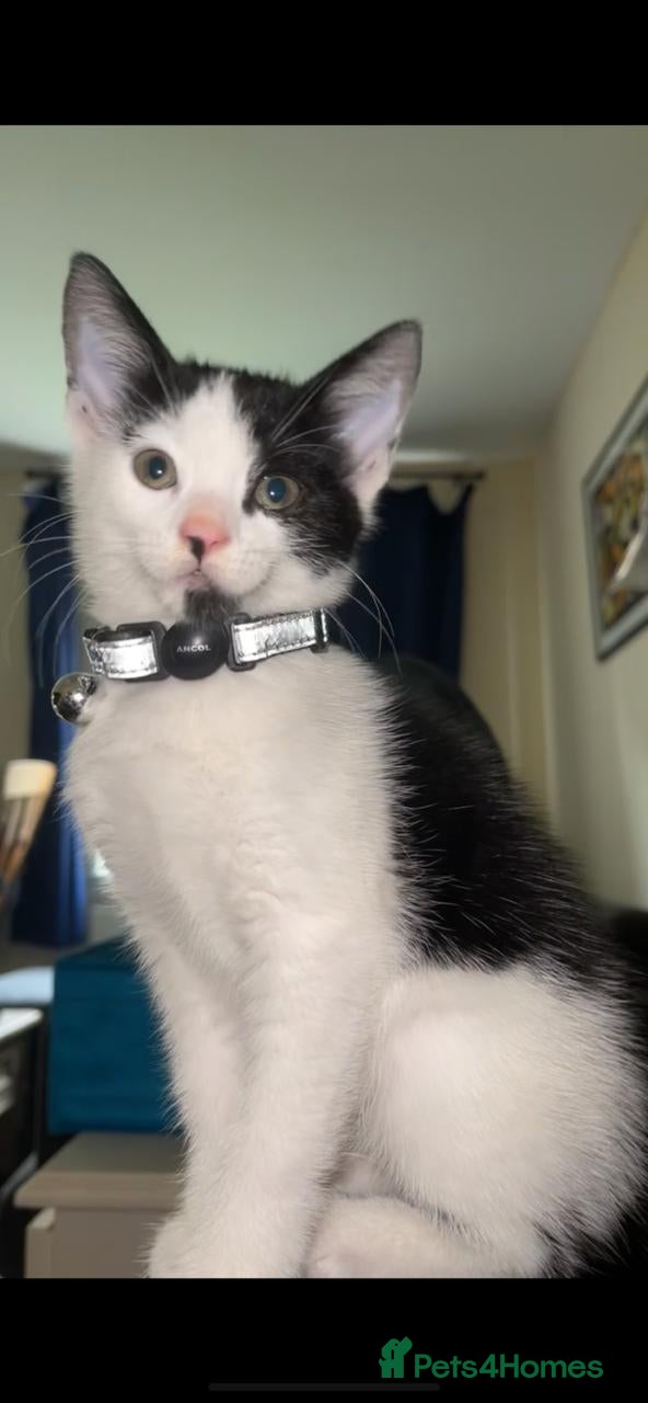 British Shorthair cats Great young cat for sale - Advert 10