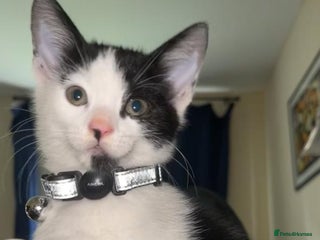 British Shorthair cats Great young cat for sale - Advert 16