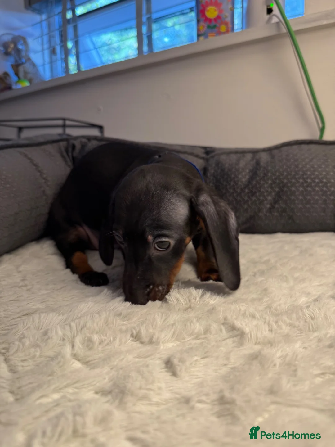 Miniature Dachshund dogs for sale: Kc registered mini dachshund  - Advert 16