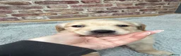 Golden Retriever dogs for sale: 1 Beautiful Golden Retriever Girl Left 😍🩷 - Advert 32