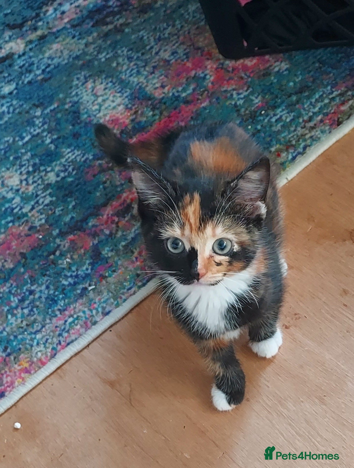 Mixed Breed cats Kitten beautiful colours =D - Advert 6