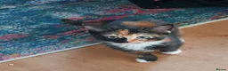 Mixed Breed cats for sale: Kitten beautiful colours =D - Advert 1