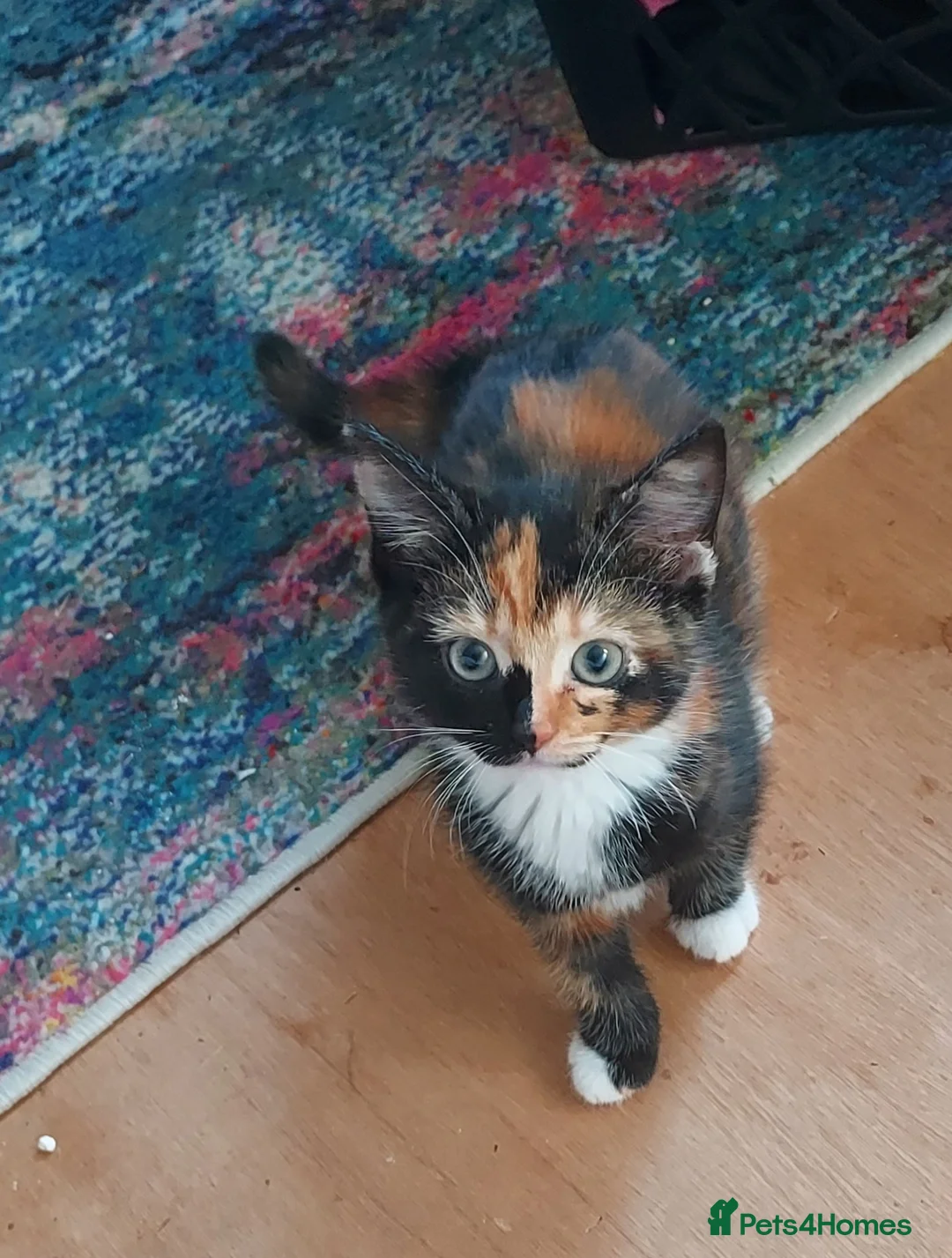 Mixed Breed cats for sale: Kitten beautiful colours =D - Advert 1
