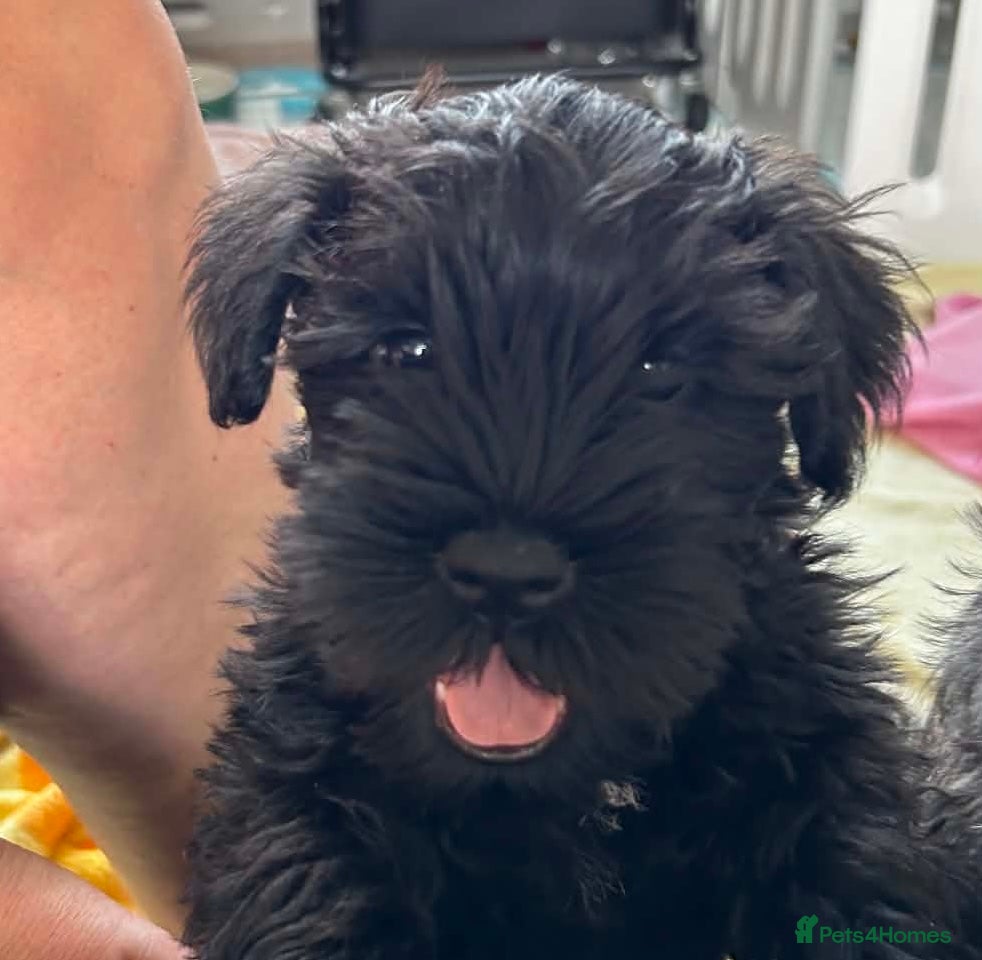 Miniature Schnauzer dogs 🎀 JUST TWO GIRLS LEFT READY NOW 🎀 - Advert 2