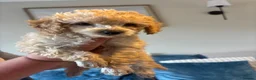 Toy Poodle dogs for sale: Beautiful Litter of Toy Poodle Pups  - Advert 15