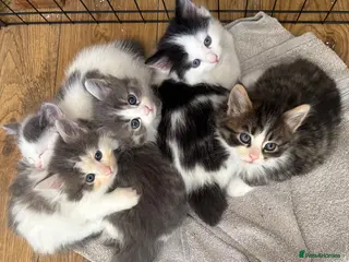 Persian cats Beautiful Persian Kittens - Advert 1