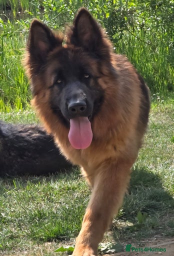 Gallery Image {{count}}