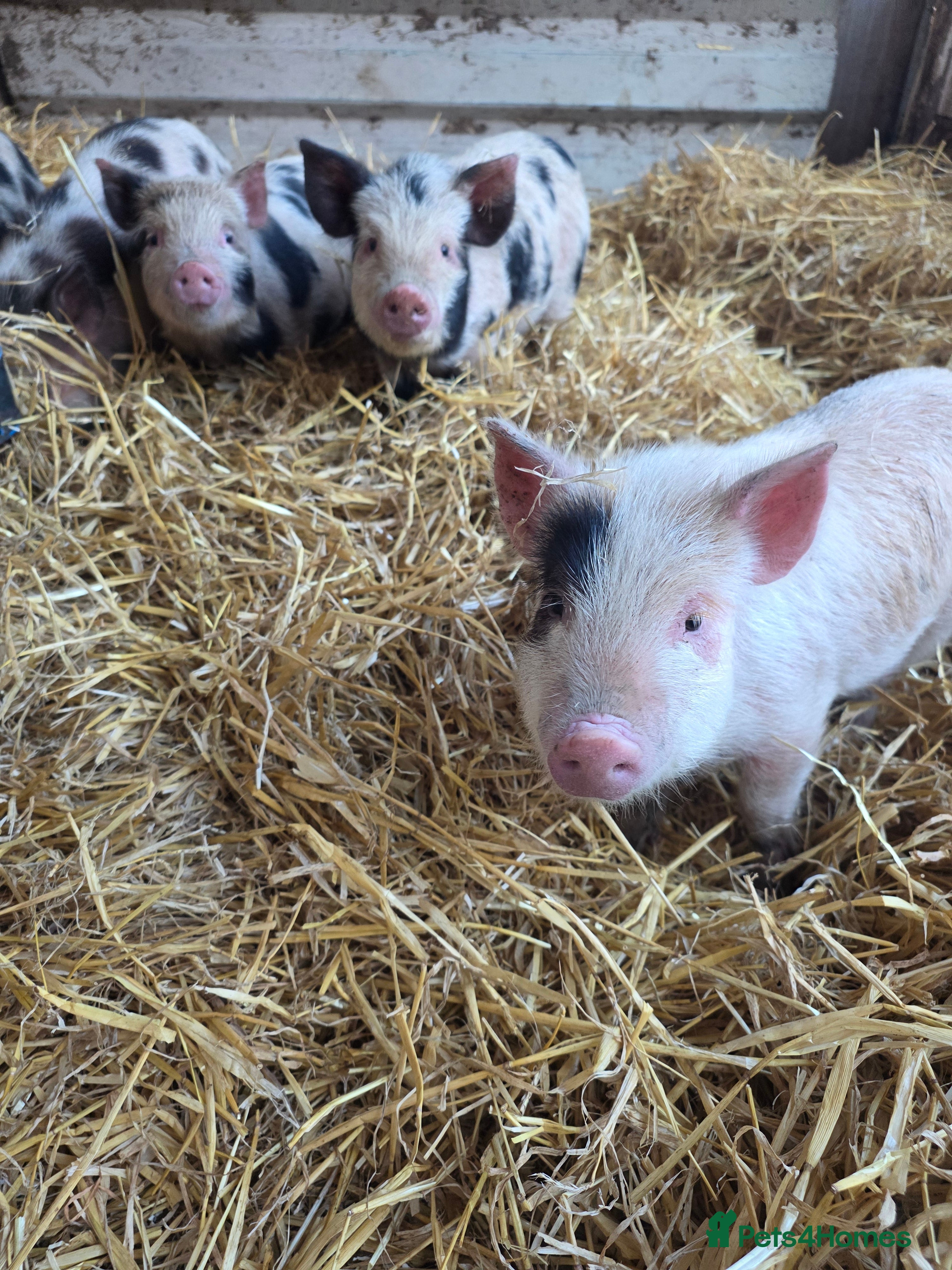 Pig livestock Pigs  in Oldham - Advert 8