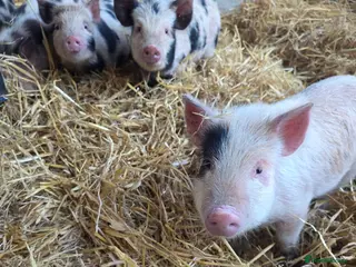 Pig livestock Pigs in Oldham - Advert 8