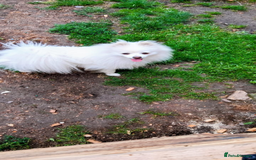 Pomeranian dogs for sale: Female Pomeranian  - Image 4