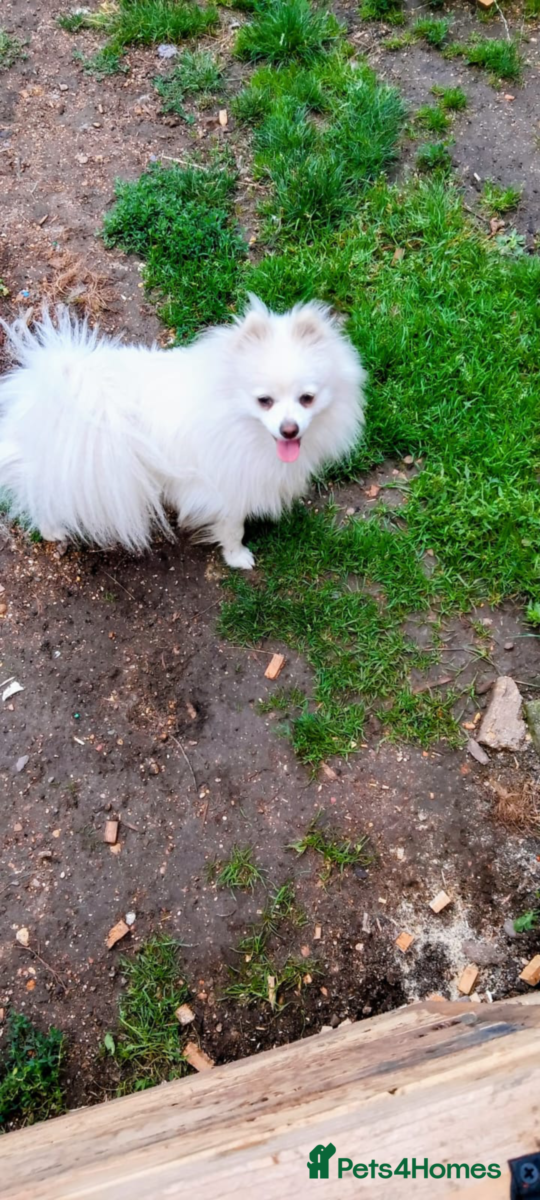 Pomeranian dogs for sale: Female Pomeranian  - Image 4