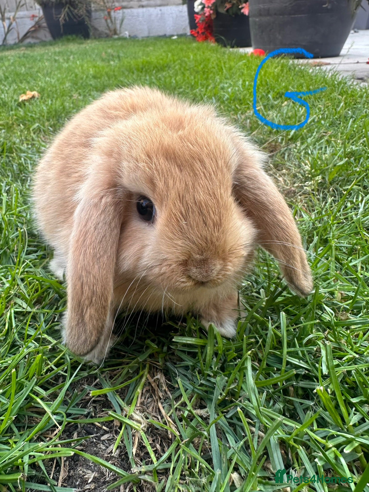 Mini Lop rabbits Mini Lop Rabbits For Sale  - Advert 1