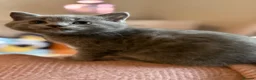 Scottish Fold cats for sale: One blue  female left ready to go .  - Advert 13