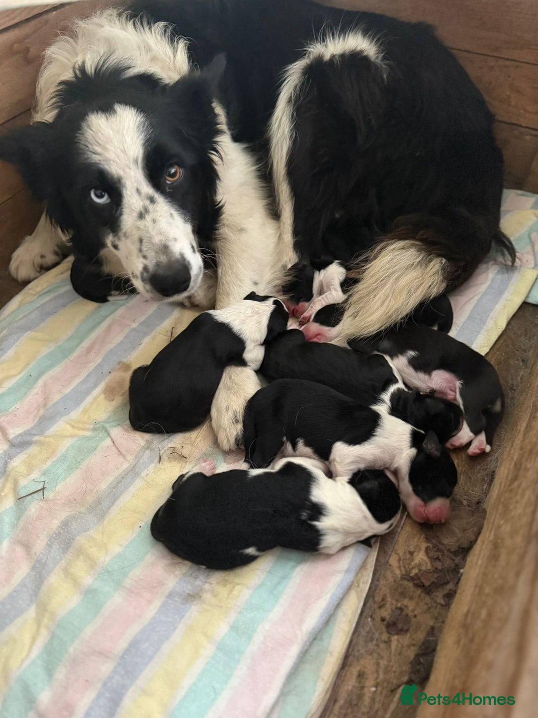 Border Collie dogs for sale: Border collie pups  - Advert 2