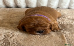 Cavalier King Charles Spaniel dogs for sale: 🐾 KC Registered Health Tested Puppies 🐾 - Image 11