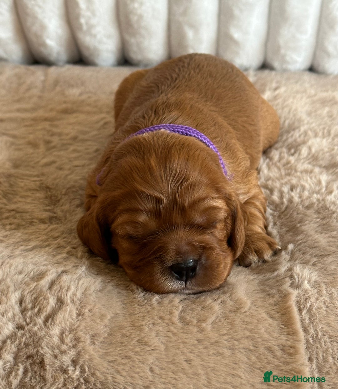 Cavalier King Charles Spaniel dogs for sale: 🐾 KC Registered Health Tested Puppies 🐾 - Image 11