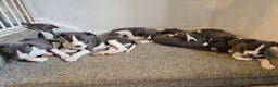 Whippet dogs for sale: KENNEL CLUB WHIPPETS  - Advert 19