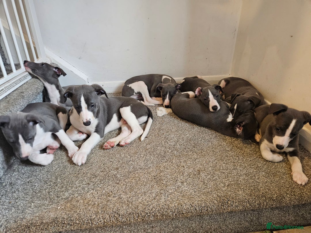 Whippet dogs for sale: KENNEL CLUB WHIPPETS  - Advert 19