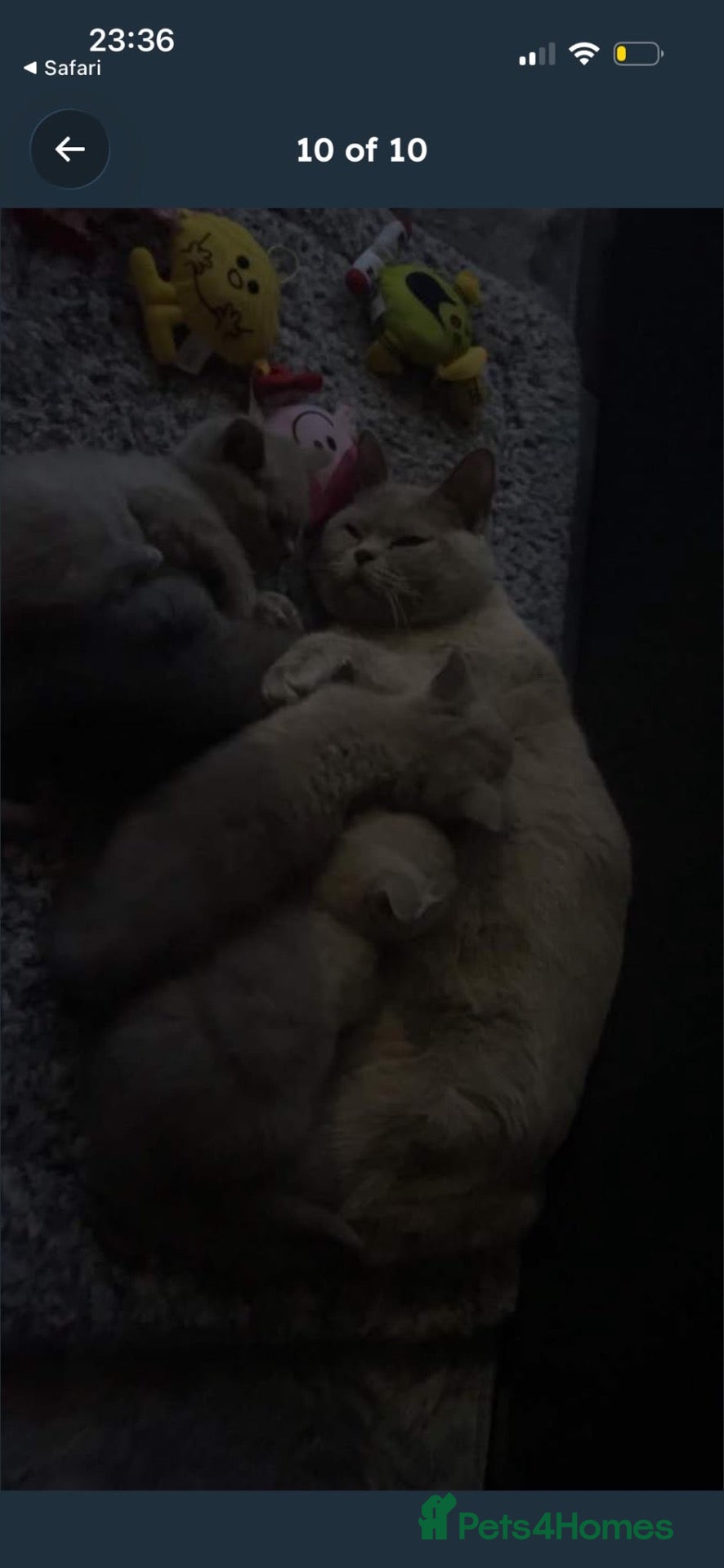 British Shorthair cats 🐾 3 Beautiful British Shorthairs 🐾 - Advert 1