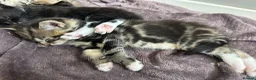 Mixed Breed cats for sale: Beautiful family kittens  - Advert 6