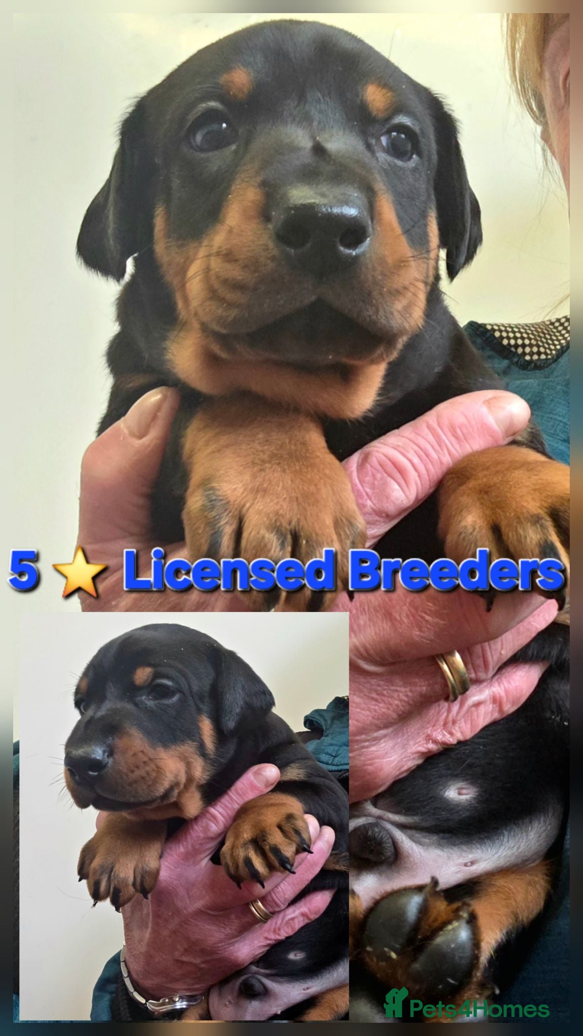 Dobermann dogs Fantastic KC Dobermann Puppies  - Advert 1