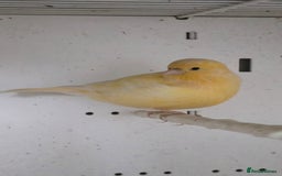 Canaries birds for sale: Canaries  - Image 24