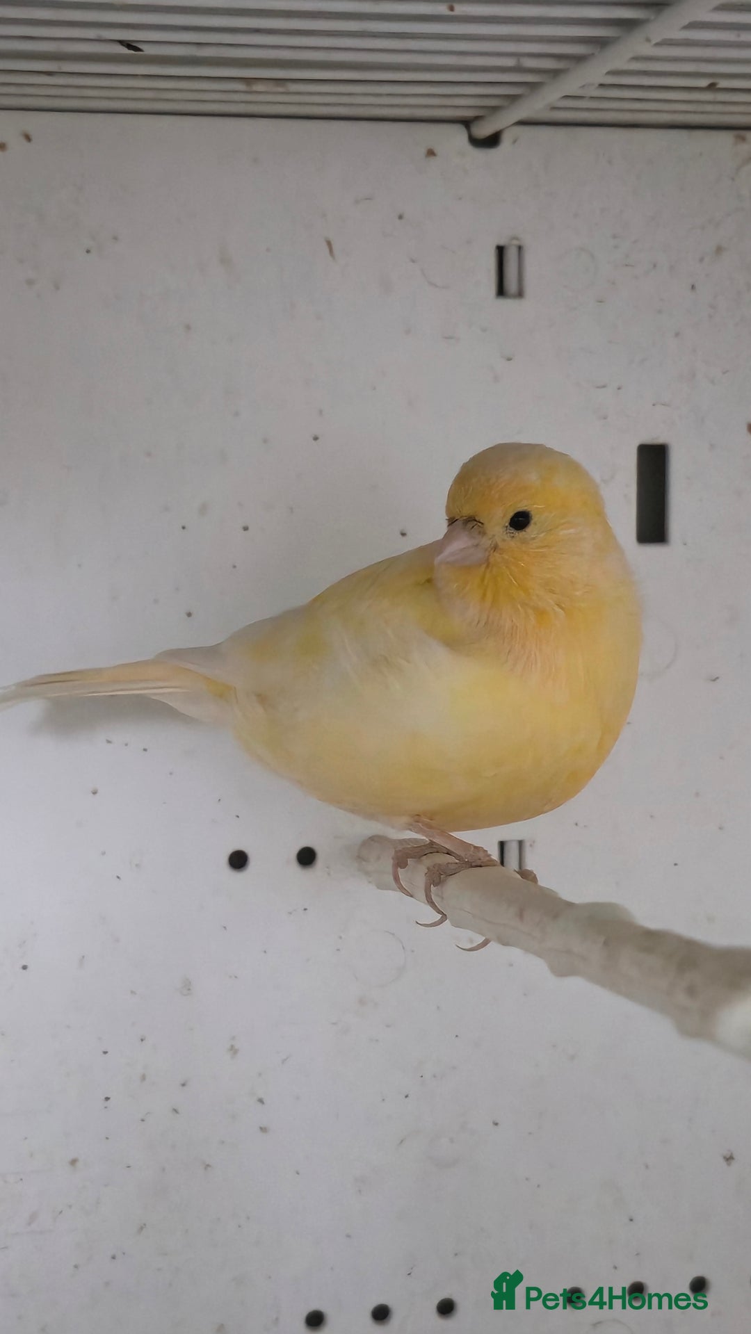 Canaries birds for sale: Canaries  - Image 24