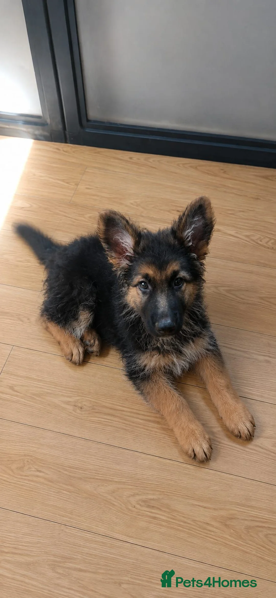 German Shepherd dogs for sale: Beautiful Rare German shepard puppy - Advert 2