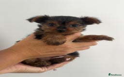 Yorkshire Terrier dogs for sale: Miniature Yorkshire terrier - Image 2