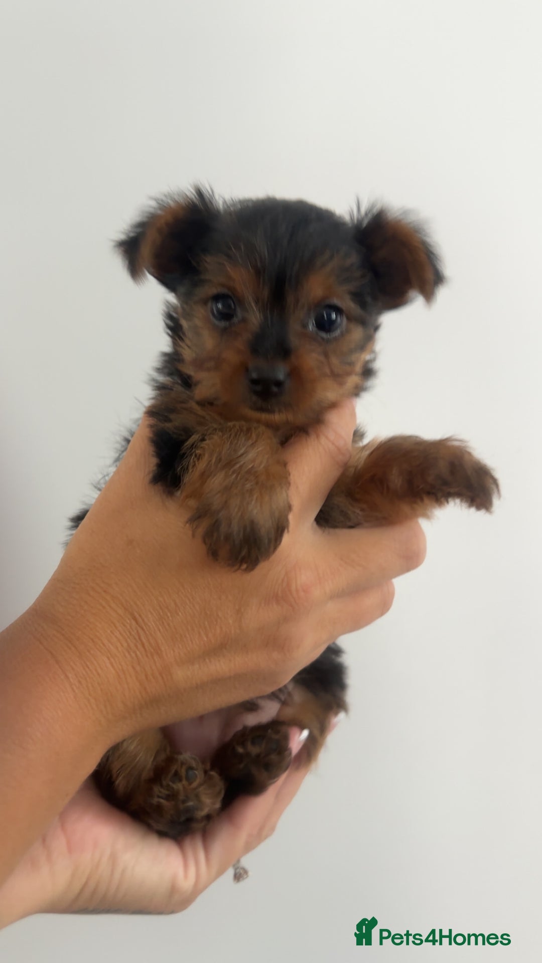 Yorkshire Terrier dogs for sale: Miniature Yorkshire terrier - Image 2