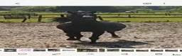 Arabian horse horses for sale: READY to Reserved ! REGISTERED BLACK ARAB COLT  - Advert 5
