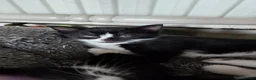Mixed Breed cats for sale: 2 Beautiful Black and White Female Kittens  - Advert 12