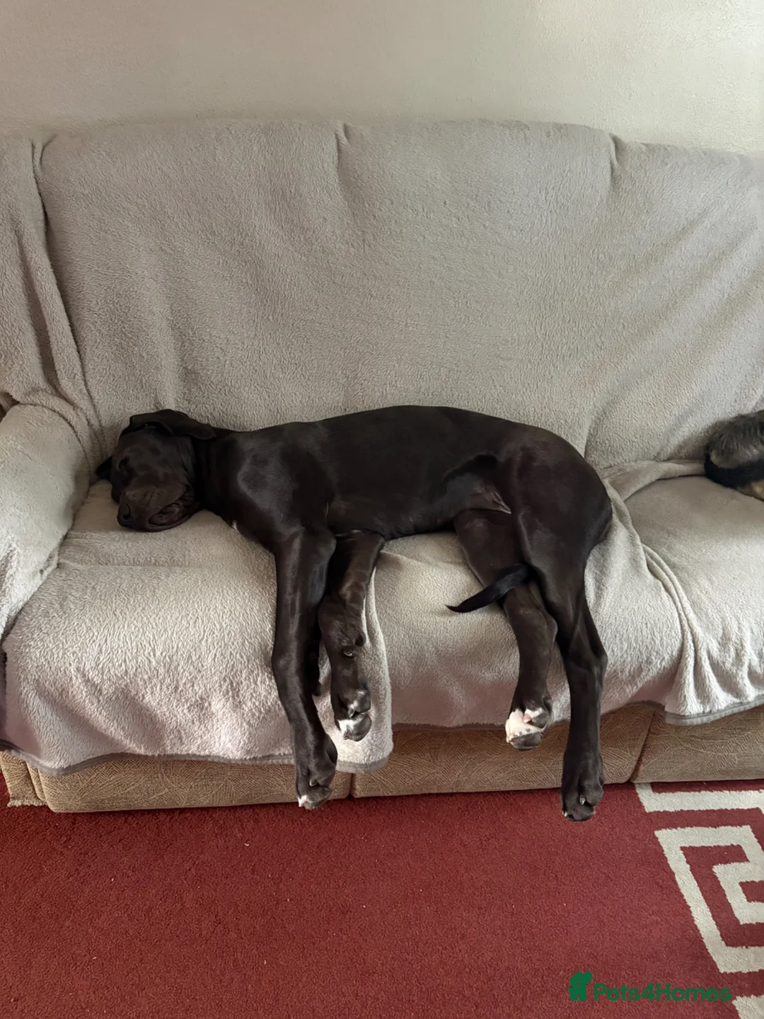 Great Dane dogs for sale: 6 month old Great Dane black  bitch - Advert 10