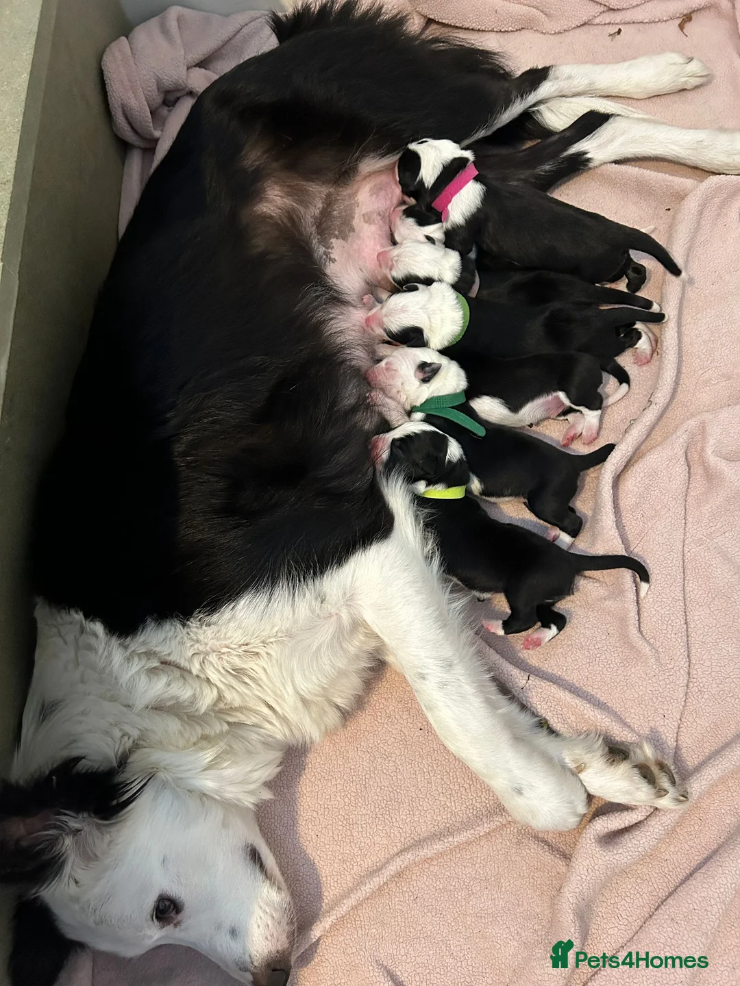 Border Collie dogs for stud: ISDS&KC Fully Tested Border Collie for Stud in Bicester - Advert 10