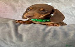 Miniature Dachshund dogs for sale: Miniature dachshund puppies  - Image 26