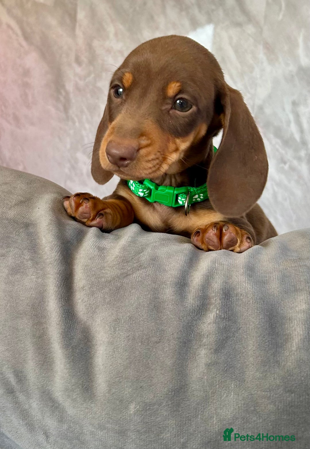 Miniature Dachshund dogs for sale: Miniature dachshund puppies  - Image 26