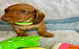 Miniature Dachshund dogs for sale: Miniature dachshund puppies  - Image 19
