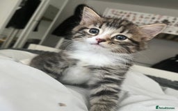 Mixed Breed cats for sale: 3 Healthy, Playful Kittens  - Image 19