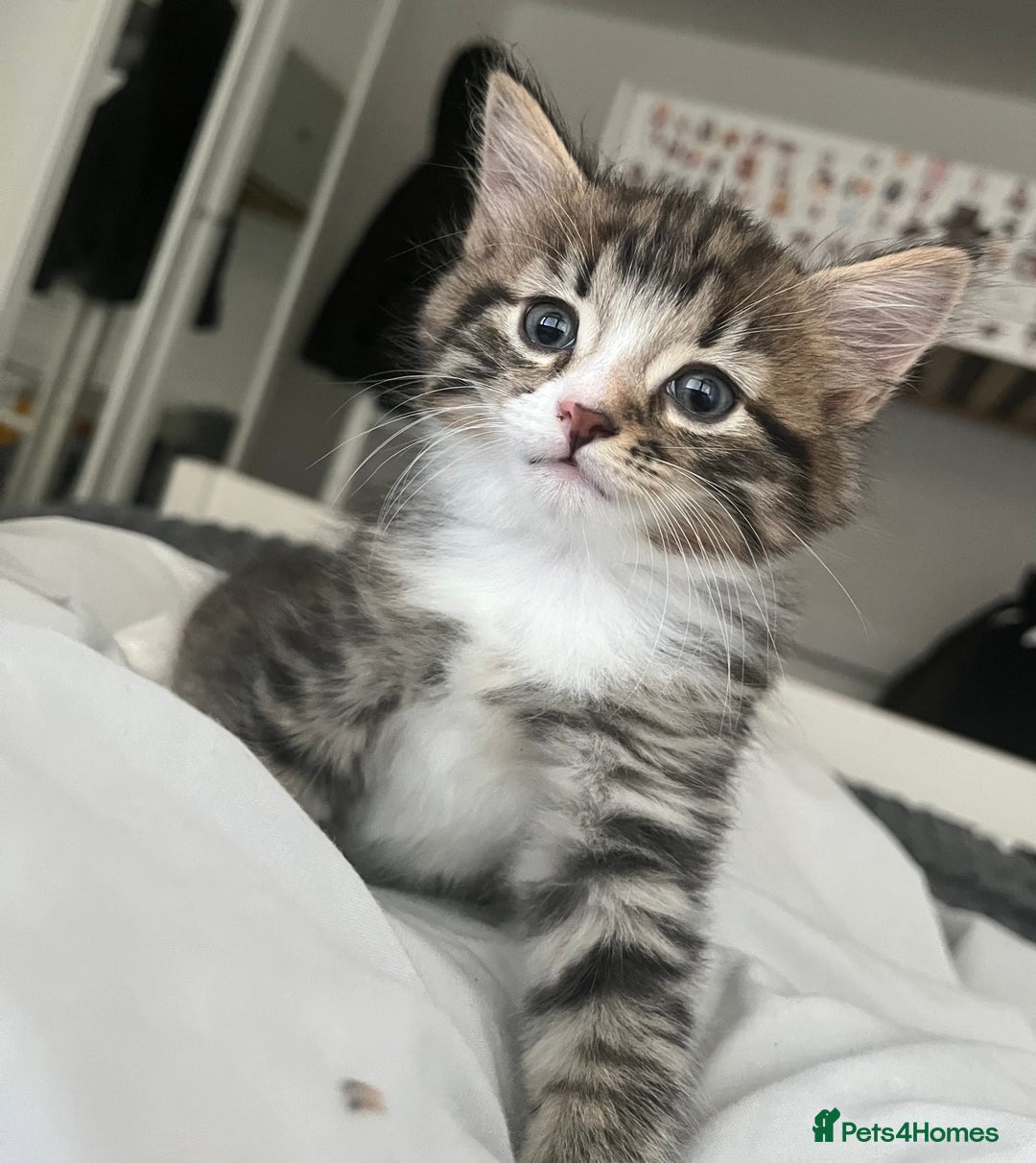 Mixed Breed cats for sale: 3 Healthy, Playful Kittens  - Image 19
