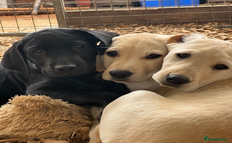 Labrador Retriever dogs in Barrow-upon-Humber - Advert 4
