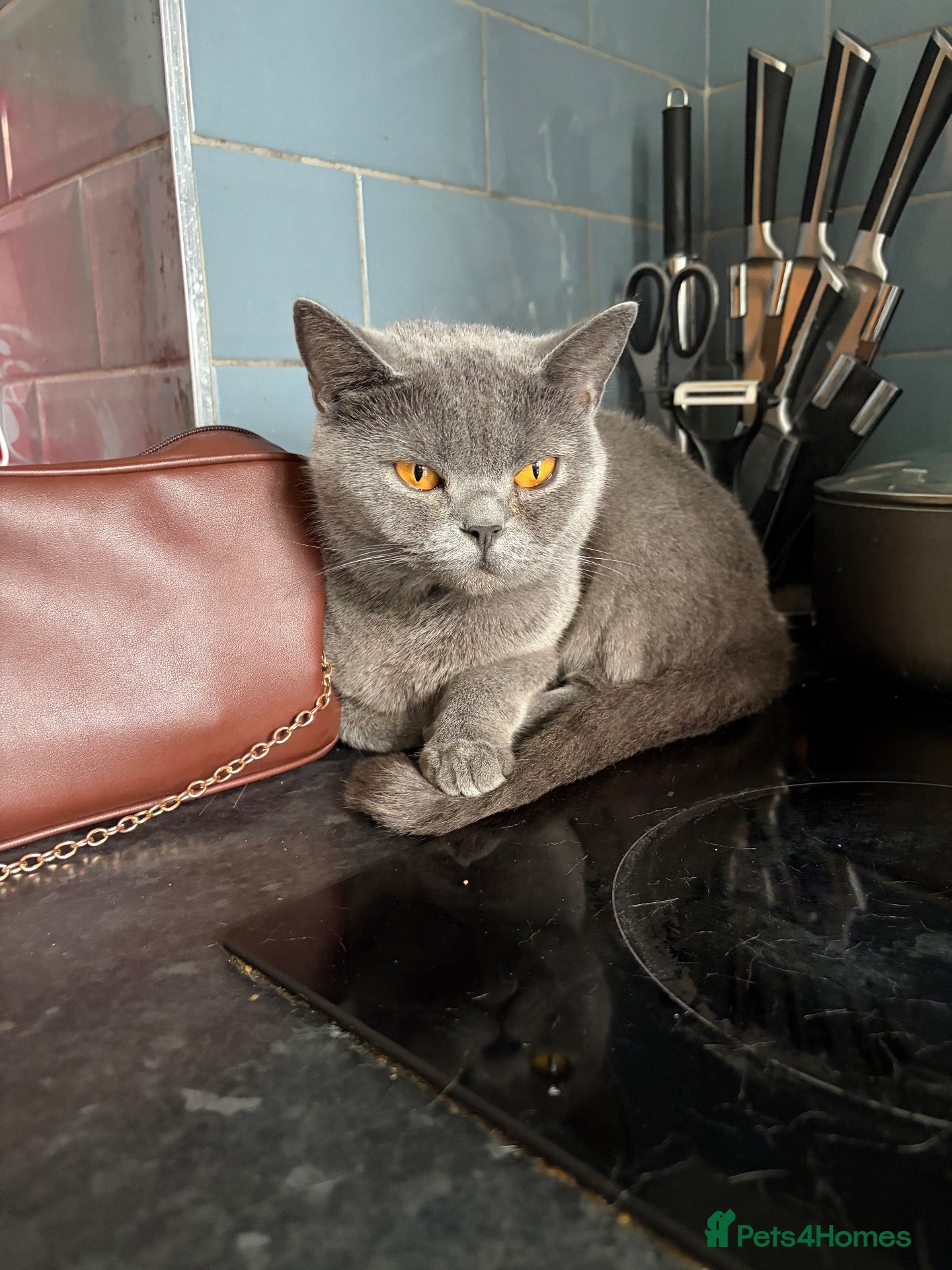 British Shorthair cats Maya  - Advert 1
