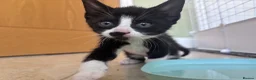 Mixed Breed cats for sale: Gorgeous boy kitten - Advert 3