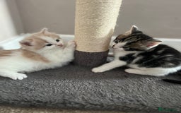 Mixed Breed cats for sale: Beautiful cream and white kitten  - Image 3