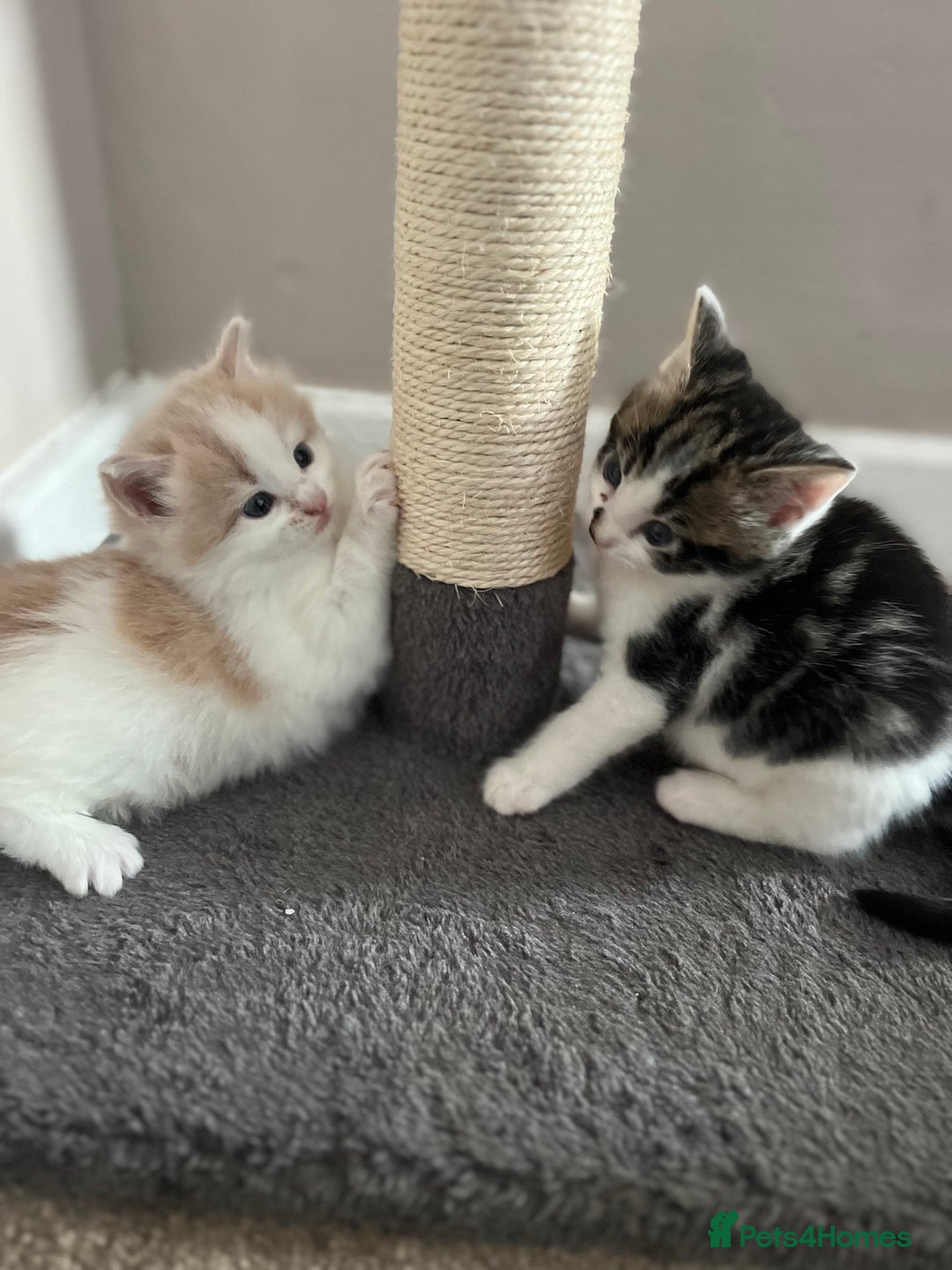 Mixed Breed cats for sale: Beautiful cream and white kitten  - Image 3