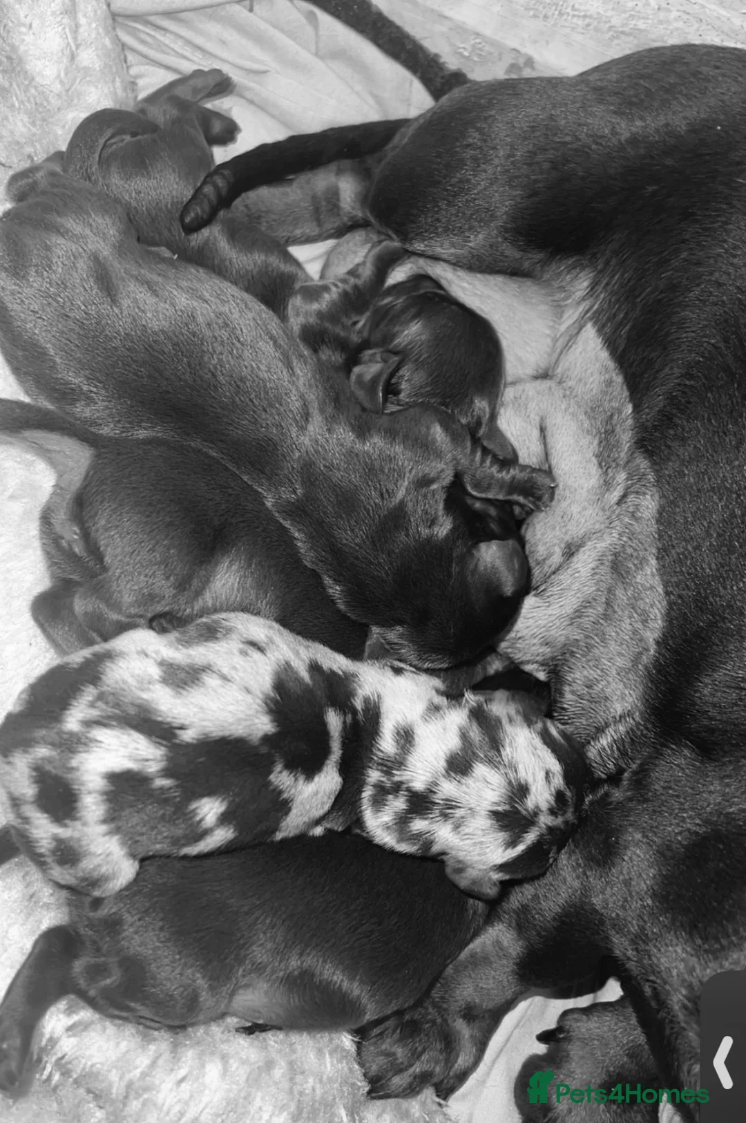 Dachshund dogs for sale: 3 females remaining ready now  - Advert 2