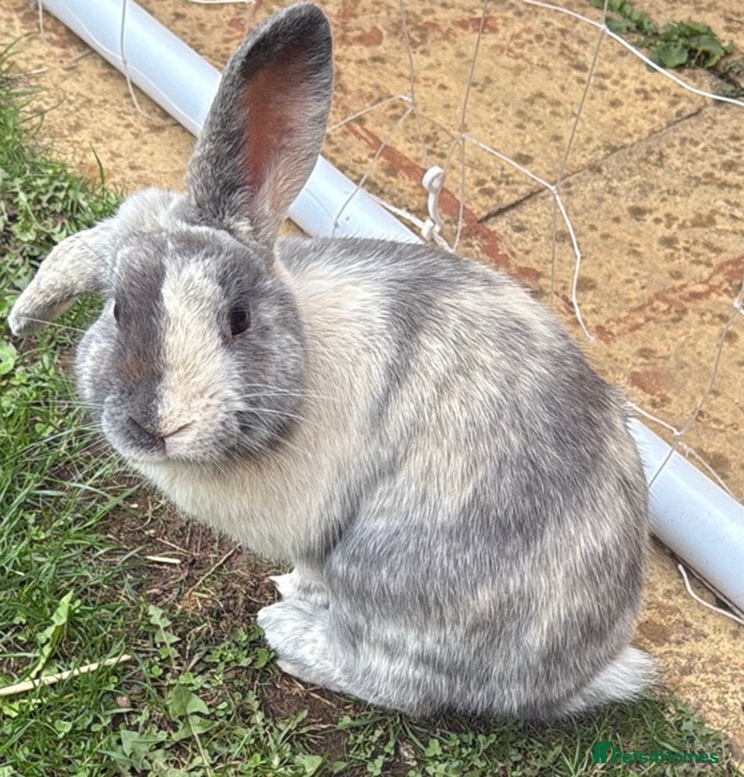 Harlequin rabbits for sale: Rabbit  - Image 1