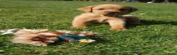 Labrador Retriever dogs for sale: Fox red Labrador puppies - Advert 7