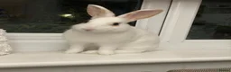 Rex rabbits for sale: Hazel and Snowy in Horsham - Advert 4