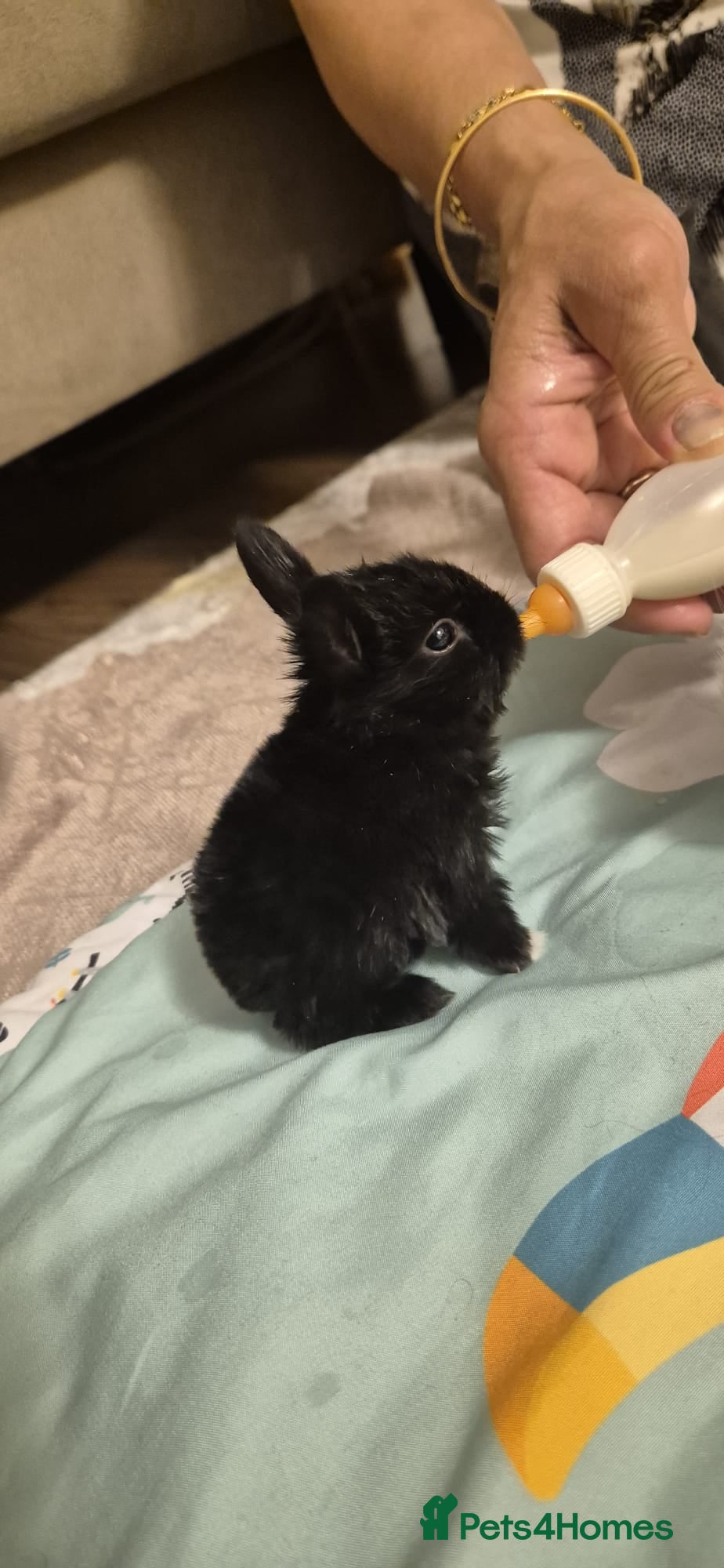 Mixed Breed rabbits They are mix rex and Dutch  - Advert 1